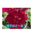 綺麗な花たち（個別スタンプ：31）