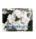 綺麗な花たち（個別スタンプ：32）