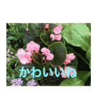 綺麗な花たち（個別スタンプ：33）
