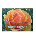 綺麗な花たち（個別スタンプ：38）
