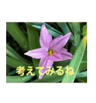 綺麗な花たち（個別スタンプ：40）
