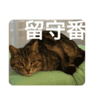 NECORU3（個別スタンプ：12）