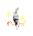 ハスキーウィル.（個別スタンプ：2）