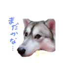 ハスキーウィル.（個別スタンプ：7）