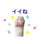 白黒ネコの日常 パート7（個別スタンプ：5）