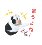 白黒ネコの日常 パート7（個別スタンプ：11）