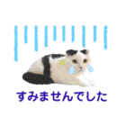 白黒ネコの日常 パート7（個別スタンプ：13）