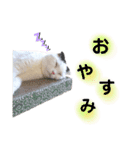 白黒ネコの日常 パート7（個別スタンプ：16）