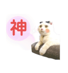 白黒ネコの日常 パート7（個別スタンプ：19）