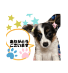 まろ×ちろ（個別スタンプ：5）