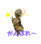 はなちゃんとぶたさん⑦（個別スタンプ：3）