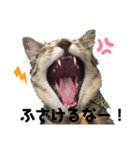 はなちゃんとぶたさん⑦（個別スタンプ：4）