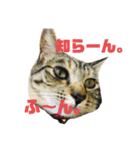 はなちゃんとぶたさん⑦（個別スタンプ：5）