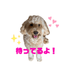 ぼくはモカ（個別スタンプ：5）