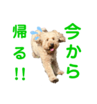 ぼくはモカ（個別スタンプ：6）