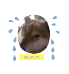 sibasibasiba（個別スタンプ：1）