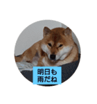 sibasibasiba（個別スタンプ：6）