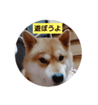 sibasibasiba（個別スタンプ：9）