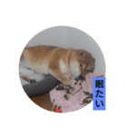 sibasibasiba（個別スタンプ：10）