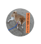 sibasibasiba（個別スタンプ：11）