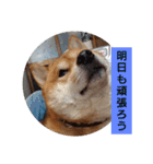 sibasibasiba（個別スタンプ：12）