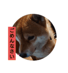 sibasibasiba（個別スタンプ：13）
