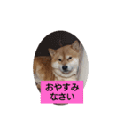 sibasibasiba（個別スタンプ：14）