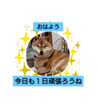 sibasibasiba（個別スタンプ：16）