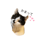 シャロンちゃん（個別スタンプ：3）