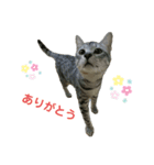 凛ちゃんです(♂)（個別スタンプ：8）
