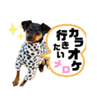 カーメロすたんぷ〜PART2〜（個別スタンプ：15）