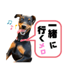 カーメロすたんぷ〜PART2〜（個別スタンプ：19）