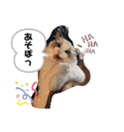 ラグドールのシェリー（個別スタンプ：6）