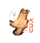 ラグドールのシェリー（個別スタンプ：8）