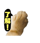 桃太の日常（個別スタンプ：1）
