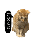 桃太の日常（個別スタンプ：3）