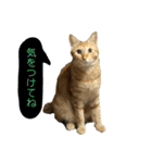 桃太の日常（個別スタンプ：4）
