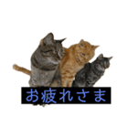 桃太の日常（個別スタンプ：5）