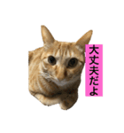 桃太の日常（個別スタンプ：7）