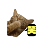 桃太の日常（個別スタンプ：10）