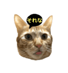 桃太の日常（個別スタンプ：11）