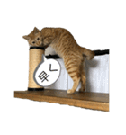桃太の日常（個別スタンプ：12）