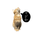 桃太の日常（個別スタンプ：14）