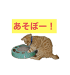 桃太の日常（個別スタンプ：16）
