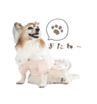 パピヨン・ピピすたんぷ（個別スタンプ：1）
