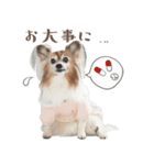パピヨン・ピピすたんぷ（個別スタンプ：4）