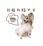 パピヨン・ピピすたんぷ（個別スタンプ：5）