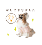 パピヨン・ピピすたんぷ（個別スタンプ：8）