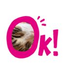 三毛猫とミニチュアシュナウザー（個別スタンプ：1）
