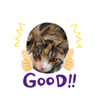 三毛猫とミニチュアシュナウザー（個別スタンプ：3）